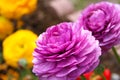 Persian Buttercup Flower Ranunculus asiaticus Royalty Free Stock Photo