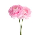 Persian buttercup flowers Royalty Free Stock Photo