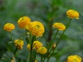 Persian buttercup or Ranunculus asiaticus with yellow color flowers. Royalty Free Stock Photo