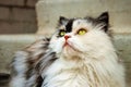 Persian calico cat Royalty Free Stock Photo