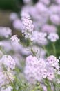 Persian stonecress, Aethionema grandiflorum, a pink flower