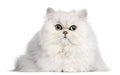 Persian cat, 2 years old Royalty Free Stock Photo