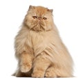 Persian cat, 3 years old Royalty Free Stock Photo