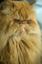 Persian cat