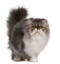 Persian cat, 6 months old, standing Royalty Free Stock Photo