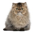 Persian cat, 8 months old, sitting Royalty Free Stock Photo