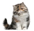 Persian cat, 8 months old, sitting