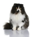 Persian cat, 9 months old Royalty Free Stock Photo