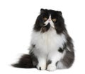 Persian cat, 9 months old Royalty Free Stock Photo