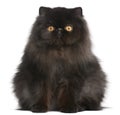 Persian cat, 9 months old Royalty Free Stock Photo