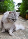 Persian cat Royalty Free Stock Photo