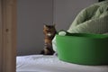 An exotic shorthair behind a green basket on the bed