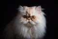 Persian cat on a black background. Close-up portrait.