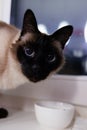 A Persian cat with blue eyes looks into the camera. The animal has a human look.