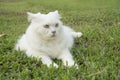 Persian Cat Royalty Free Stock Photo