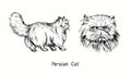 Persian Cat collection, head front view and standing side view. Ink black and white doodle drawing