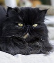 Persian Cat Color Dark Smoke looking with great interest