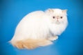 Persian cat on colored backgrounds