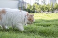 The Persian cat is eating fresh grass on the lawn front