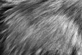 Persian cat fur texture background. Royalty Free Stock Photo