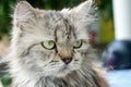 Persian cat - hairy cute cat