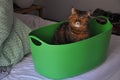 A persian cat inside a green basket