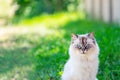 Persian cat on lawn. Portrait. Close-up. Looks at the camera