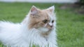 The Persian cat lied on the grass Royalty Free Stock Photo