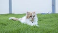 The Persian cat lied on the grass in the lawn