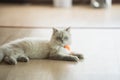 Persian cat looking at the camera and lying on the floor at home, mixed breed cat is a cross between breeds or a purebred cat and Royalty Free Stock Photo