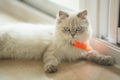 Persian cat looking at the camera and lying on the floor at home, mixed breed cat is a cross between breeds or a purebred cat and