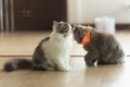 Persian cat looking at the camera and lying on the floor at home, mixed breed cat is a cross between breeds or a purebred cat and Royalty Free Stock Photo