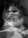 Persian cat looking at you in black and white photography Royalty Free Stock Photo