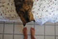 A cat looking at the feet of a young woman