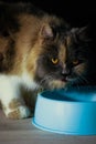 Persian cat looking at you while eating his food Royalty Free Stock Photo