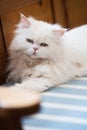 Persian cat lying on a bench Royalty Free Stock Photo