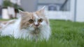 A Persian cat is lying on the grass in the front yard Royalty Free Stock Photo