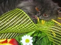 persian cat nibbles a bouquet of flowers, close-up muzzle and orange eyes