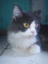 Persian cat is one of the most popular types of cat among animal lovers in Indonesia.