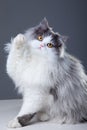 Persian cat playing on grey background