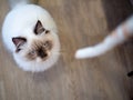 Persian cat playing with a string rope on laying on the floor , looking on something Royalty Free Stock Photo