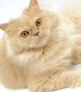 Persian cat portrait Royalty Free Stock Photo