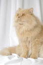 Persian cat portrait Royalty Free Stock Photo