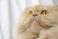 Persian cat portrait Royalty Free Stock Photo