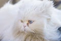 Portrait of a Persian cat sitting on a fence Royalty Free Stock Photo