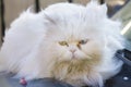 Portrait of a Persian cat sitting on a fence Royalty Free Stock Photo