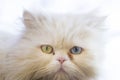 Portrait of a Persian cat sitting on a fence Royalty Free Stock Photo