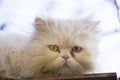 Portrait of a Persian cat sitting on a fence Royalty Free Stock Photo