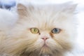 Portrait of a Persian cat sitting on a fence Royalty Free Stock Photo