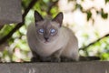 Portrait of a Persian cat sitting on a fence Royalty Free Stock Photo